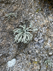 Ramalina cuspidata