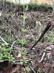 Galium aparine tenerum