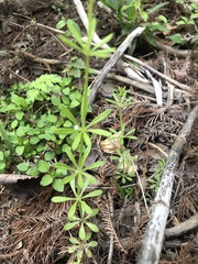 Galium aparine tenerum