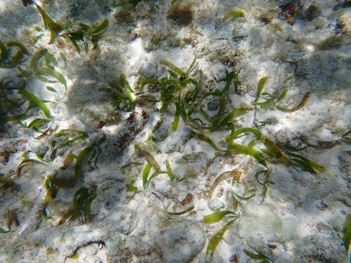 Thalassia hemprichii, photograph 2