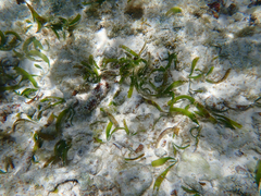 Thalassia hemprichii, photograph (c) WATANABE Hitoshi 渡辺仁, some rights reserved (CC BY)