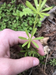 Galium aparine tenerum