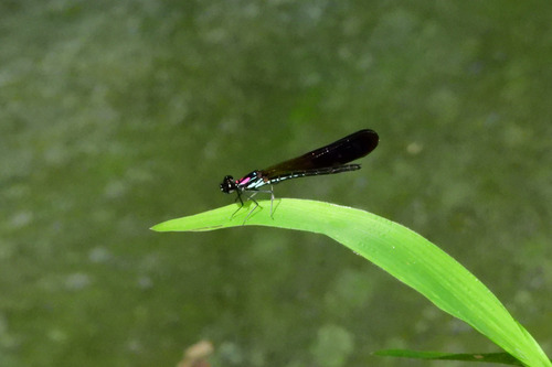 Heliocypha fenestrata