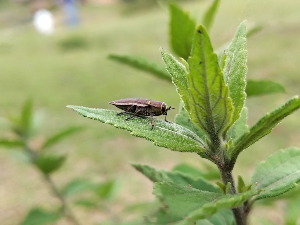 Ectinogonia melichari