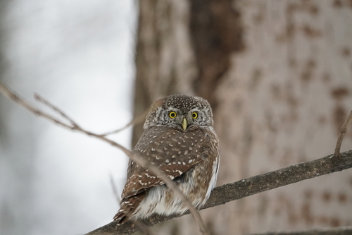 View observation of {o.common_name} on iNaturalist