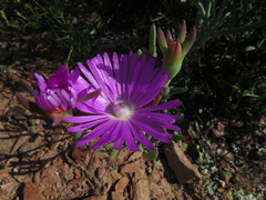 Lampranthus haworthii