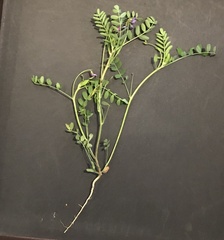 Astragalus leptocarpus