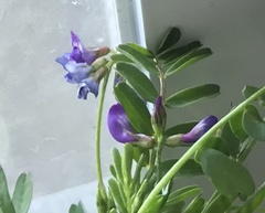 Astragalus leptocarpus