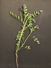 Astragalus leptocarpus