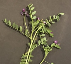 Astragalus leptocarpus