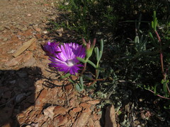 Lampranthus haworthii