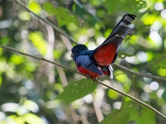 Trogon collaris