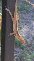 Anolis humilis