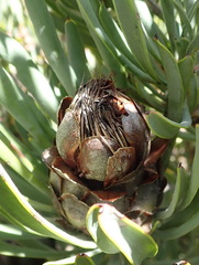 Protea canaliculata