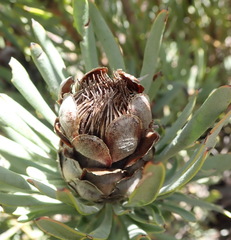 Protea canaliculata
