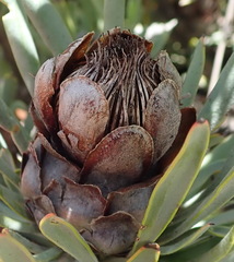 Protea canaliculata