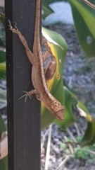 Anolis humilis