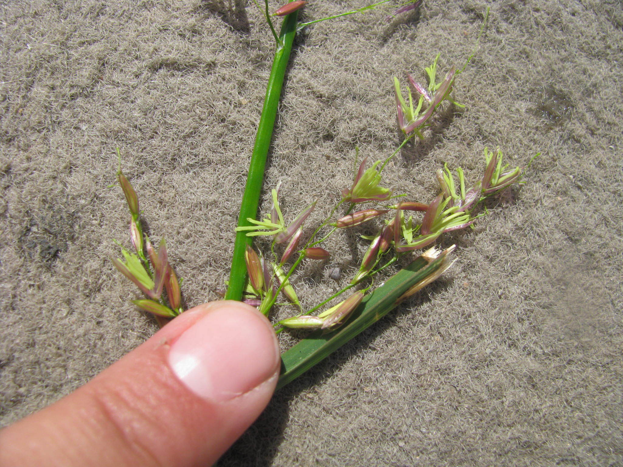Northern Wild Rice (Zizania palustris)