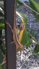 Anolis humilis