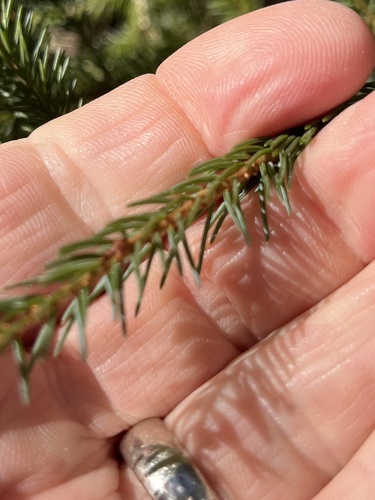 Red spruce
