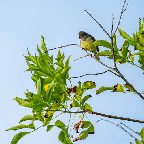 Southern Beardless Tyrannulet (Camptostoma obsoletum), photo 5