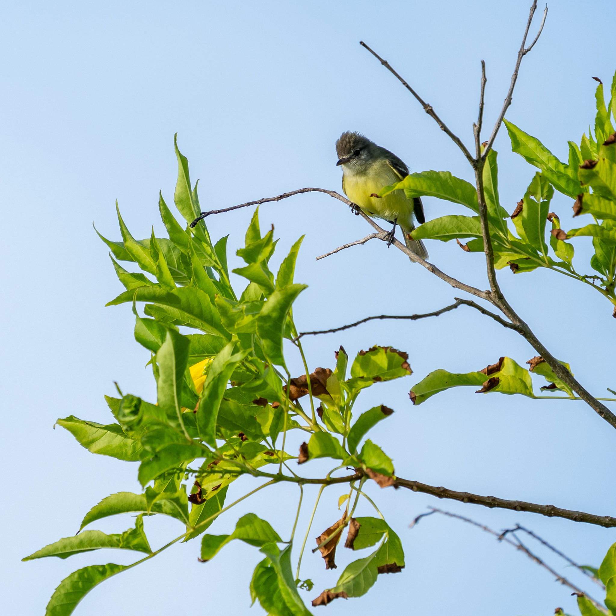 Southern Beardless Tyrannulet (Camptostoma obsoletum), photo 4