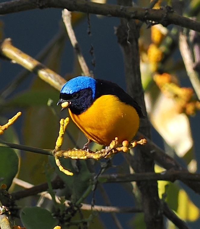 Golden-rumped Euphonia