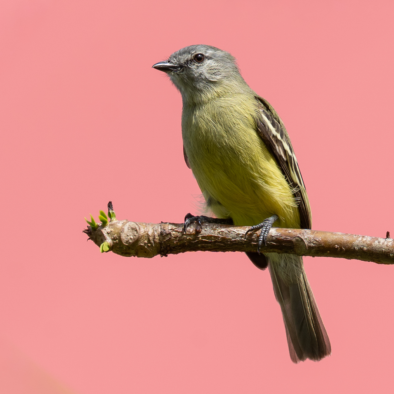 Yellow-crowned Tyrannulet (Tyrannulus elatus), photo 1