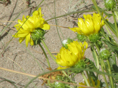 Grindelia chiloensis