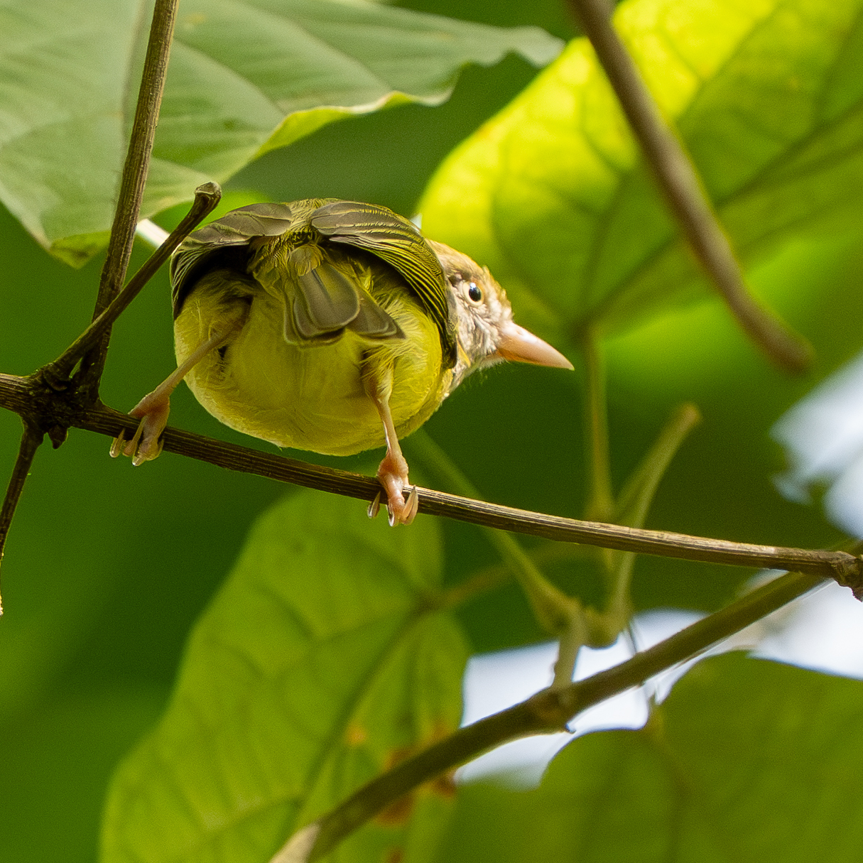 Scrub Greenlet (Hylophilus flavipes), photo 2