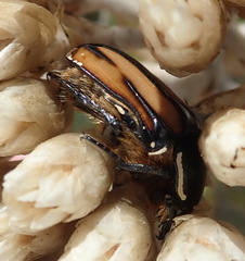 Trichostetha signata
