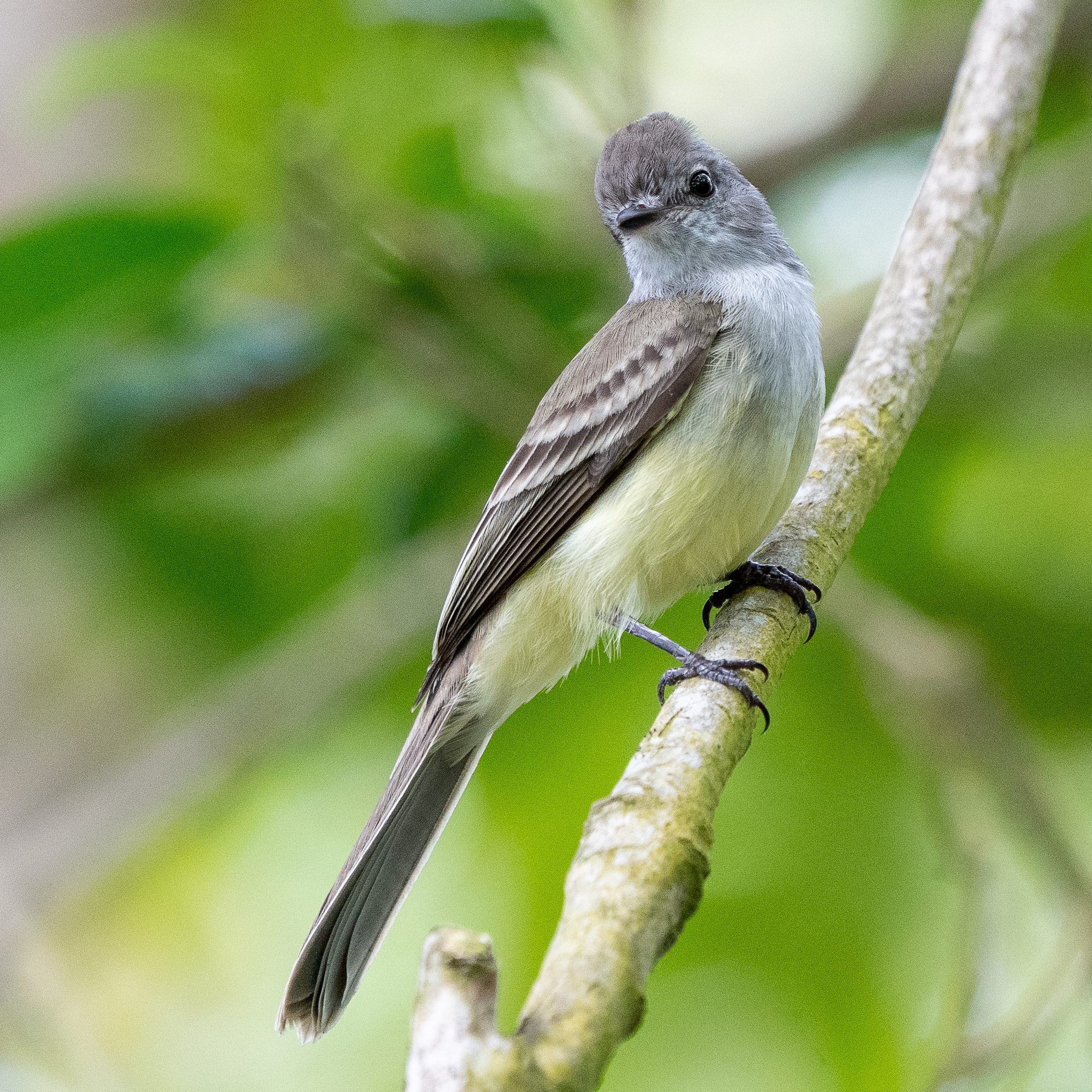 Northern Scrub Flycatcher (Sublegatus arenarum), photo 2