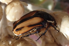 Trichostetha signata