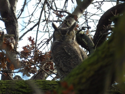 View observation of {o.common_name} on iNaturalist