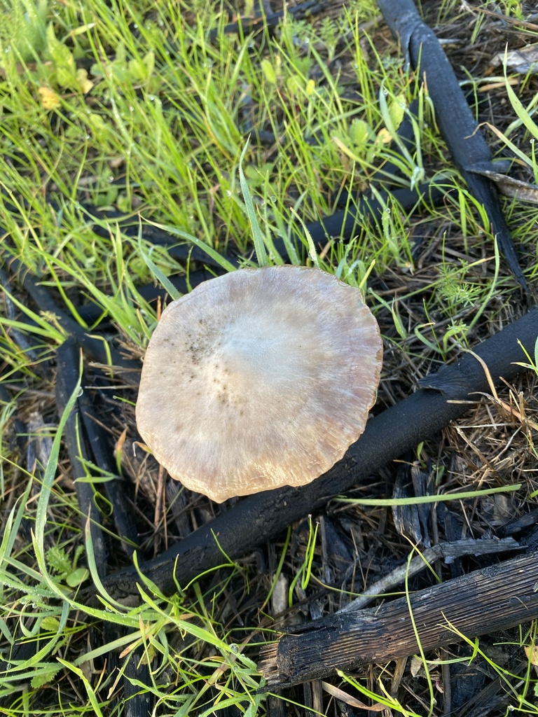 Volvopluteus gloiocephalus · January 2026 · photo: © ahaislip (iNaturalist, cc0)