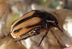 Trichostetha signata