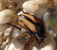 Trichostetha signata