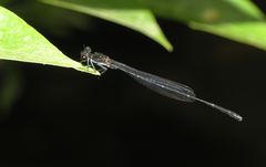 Pseudagrion pruinosum