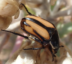 Trichostetha signata