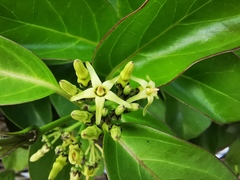 Parsonsia alboflavescens