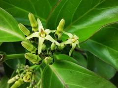 Parsonsia alboflavescens