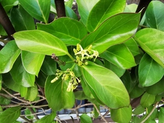 Parsonsia alboflavescens