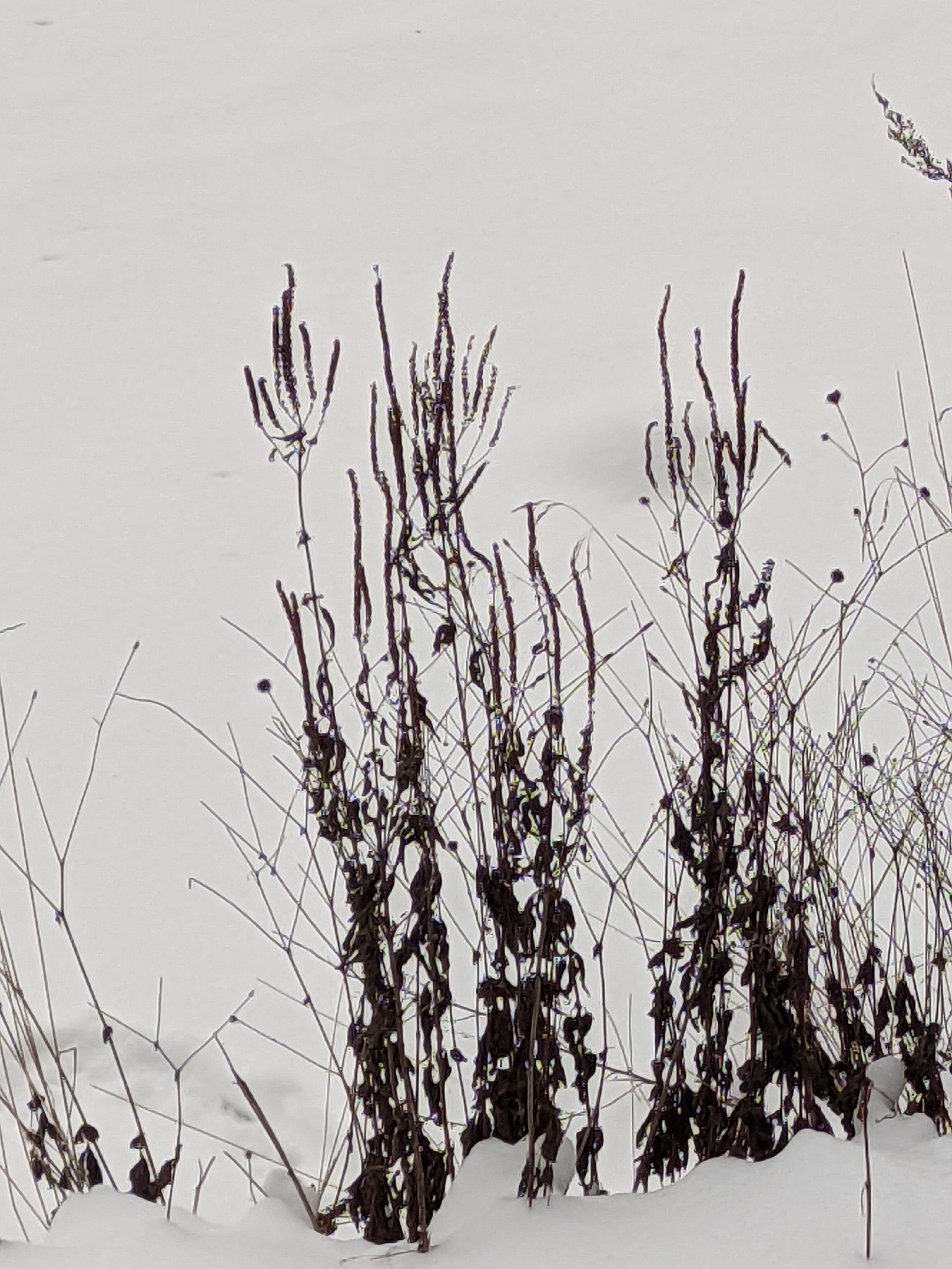 Rozrazil Melanie White — foto