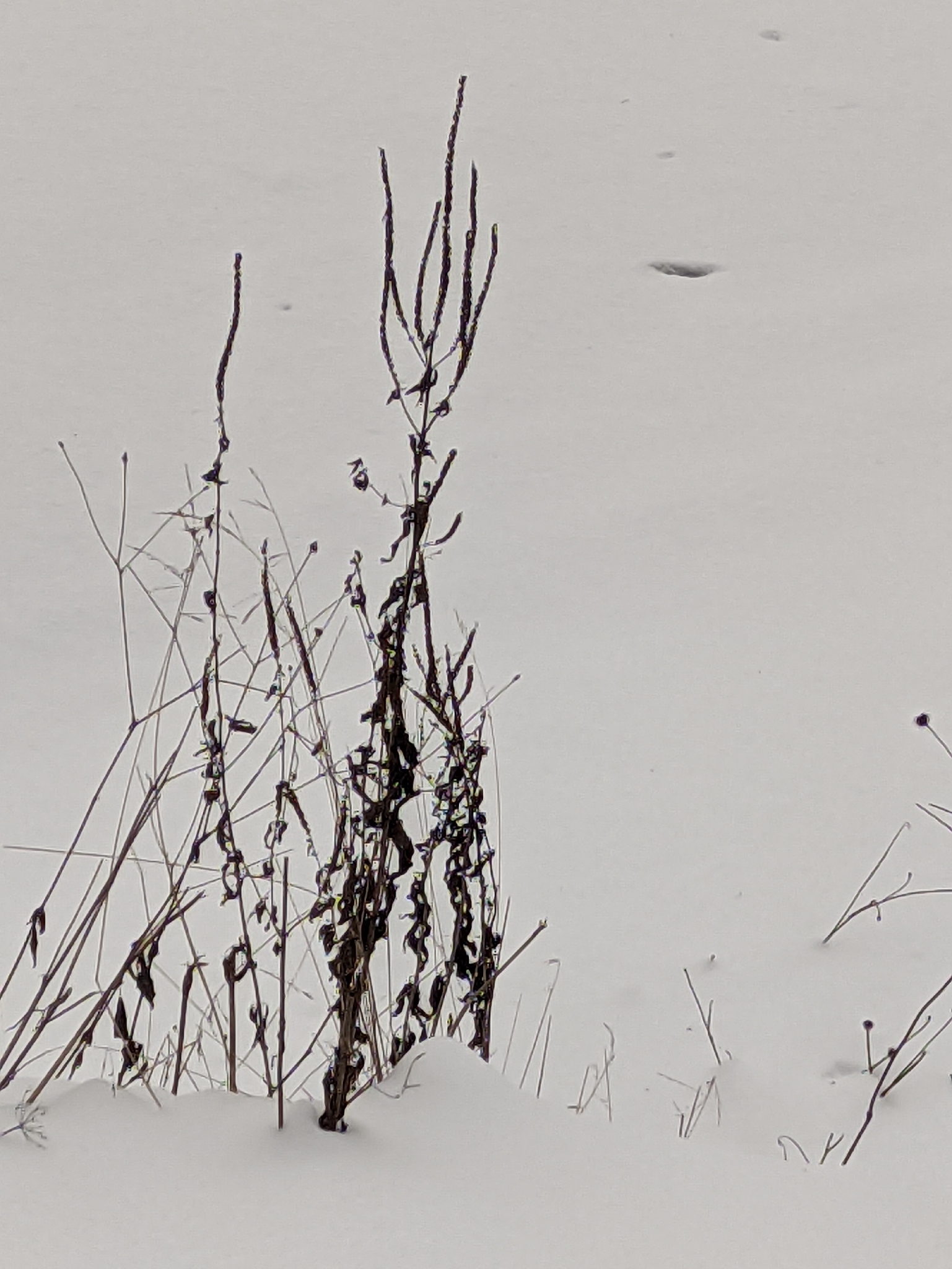 Rozrazil Skyler Blue — foto