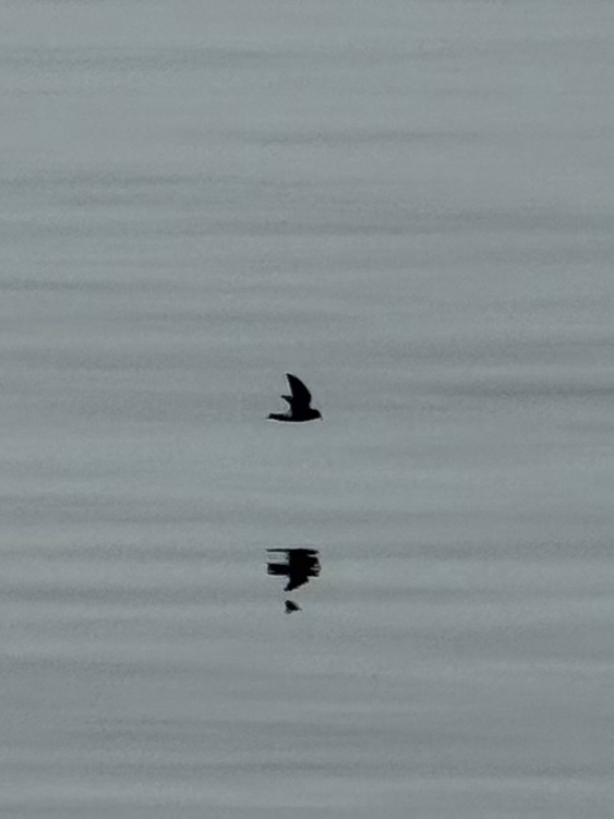 Wilson's Storm Petrel (Oceanites oceanicus), photo 1