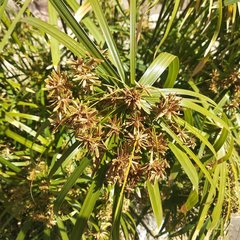Cyperus