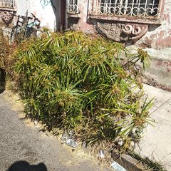 Cyperus