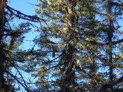 Perisoreus canadensis image