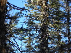 Perisoreus canadensis image