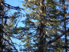 Perisoreus canadensis image